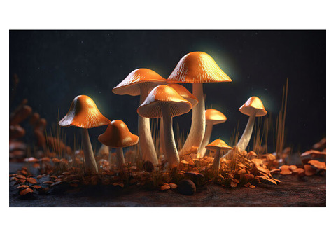 Promote Your Magic Mushrooms in the Digital Marketplace