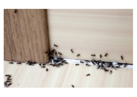 How to Get Affordable Ant Pest Control Services