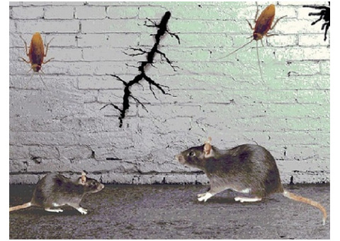 Conquer Pests with Precision : Call Pest City USA