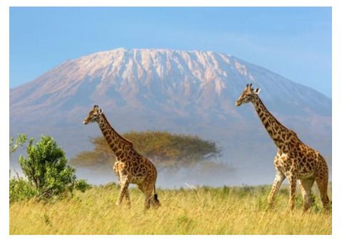 3 Days Tanzania Wildlife Safari