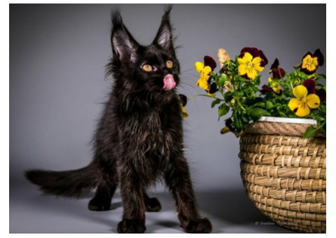 Maine Coon Kittens for Sale: Gentle Giants Await at Mega Coons