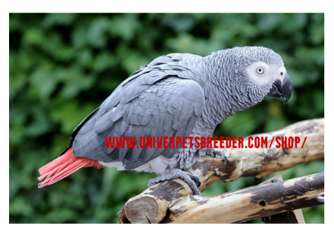 Parrots, Puppies, Horses, Monkeys, Reptiles, and Parrot Eggs for sale