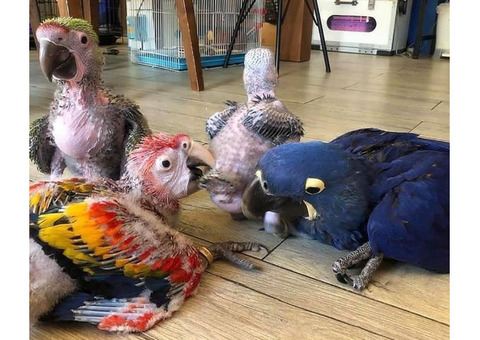 Baby Parrots for Sale