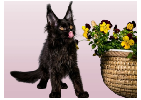 Maine Coon Kittens for Sale Ohio