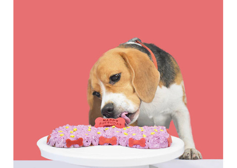 Gluten Free Dog Cakes in Hyderabad