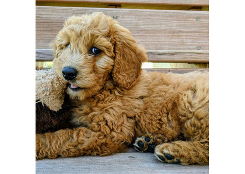 Best Goldendoodle Breeder Ca