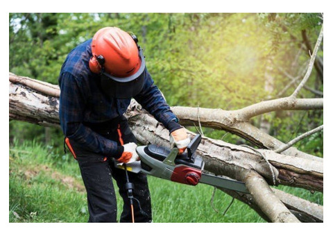 Leading Best Tree Service Atlantic Beach