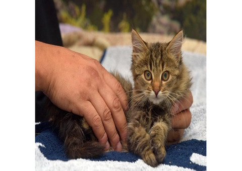 Find Hope for Furry Friends: Cat Rescue in California