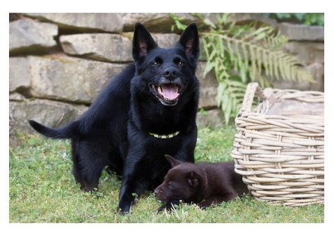 Adopt a Loyal Black German Shepherd