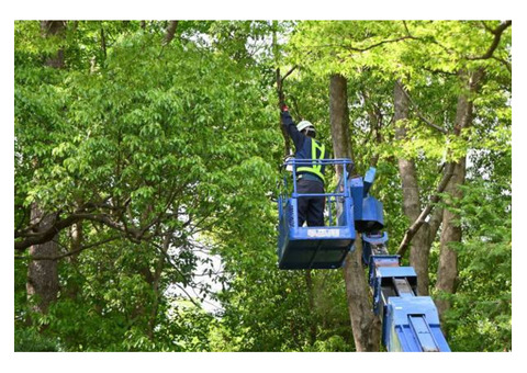 Hitman Tree LLC | Tree Service in Kirkland WA