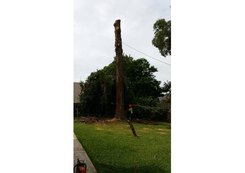 Tree Pruning and Trimming Narellan