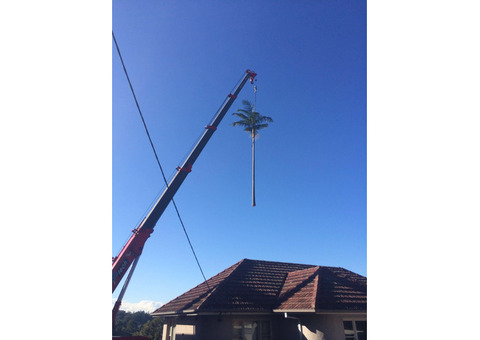 Tree Cutting Sydney