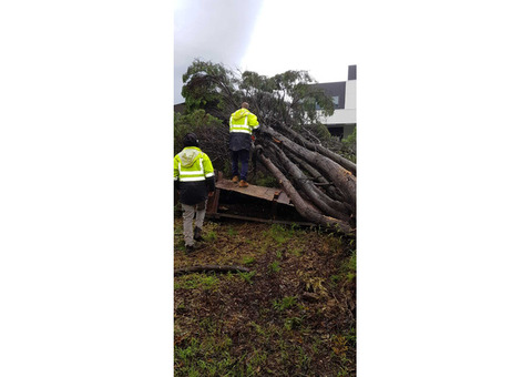 Tree Removal Northern Beaches