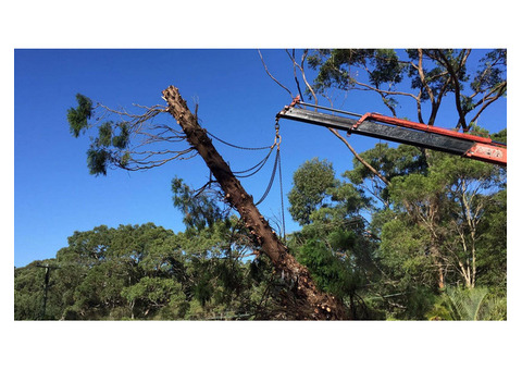 Tree Trimming & Pruning North Shore