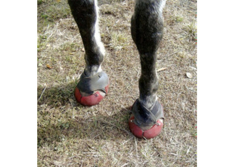 Discover the Ultimate Comfort with Horse Hoof Boots for Riding