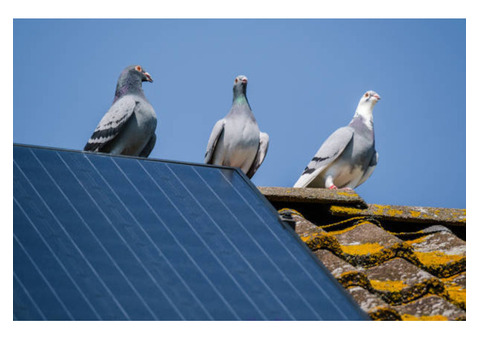 Keep Pigeons Away from Your Solar Panels