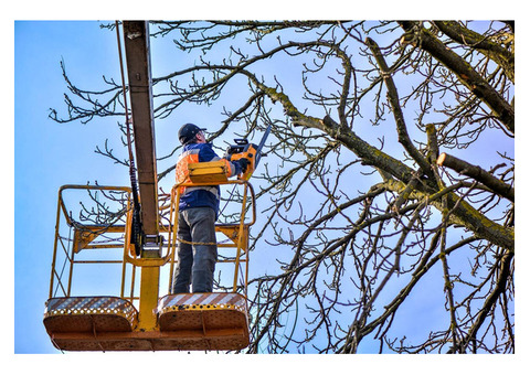 Henry Thompson Tree Service LLC | Tree Services