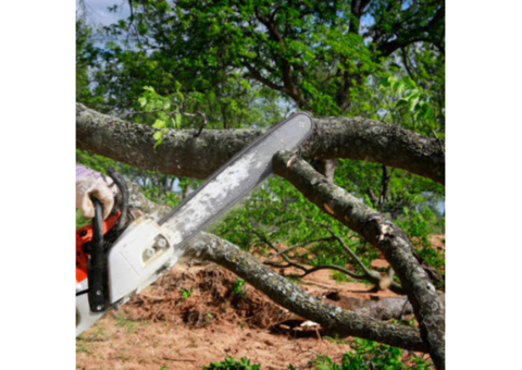 Gold tree trimming, LLC.