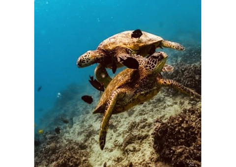 Hawaii Sea Turtle Snorkel Sail