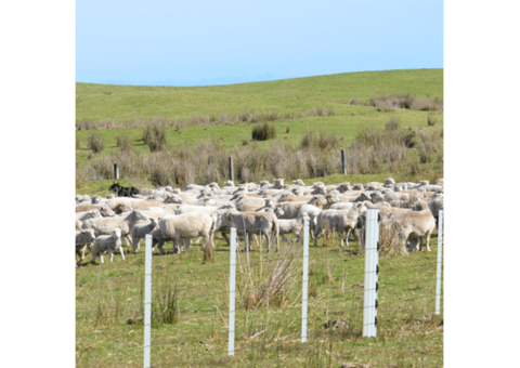 Swap Your Traditional Fence for Durable PVC Fencing