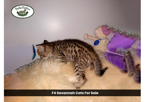 Belle Hollow's F4 Savannah Cats for Sale: Exotic Pets for Your Home