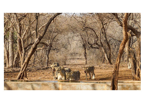 Saasan Gir Safari Packages | Cultural Tours In Sasan Gir Gujarat