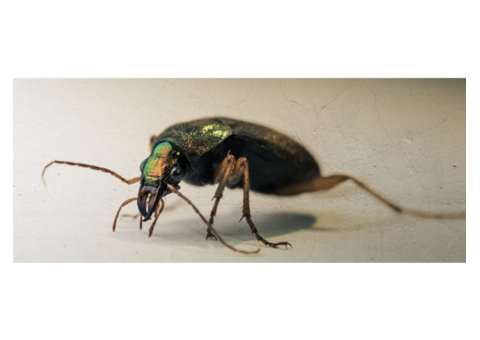 Top-Notch Commercial Pest Control for Your Business