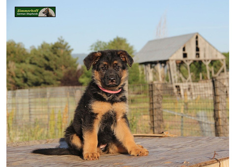 Elite Working German Shepherd Puppies - Top Bloodlines