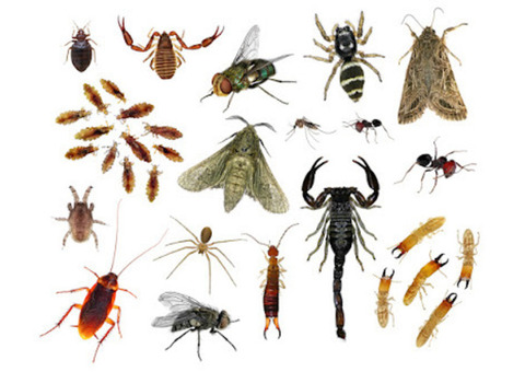 B.B.P.P. Wasp Removal Service Vaughan - Get a free quote