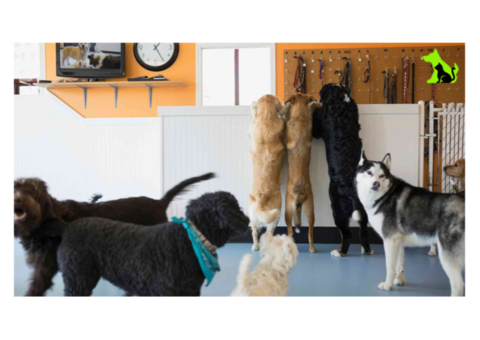 Premier Dog Daycare - Safe, Fun, and Loving Environment