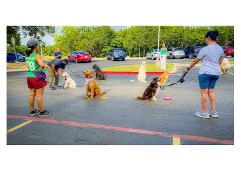 Sit Means Sit North Houston Dog Training