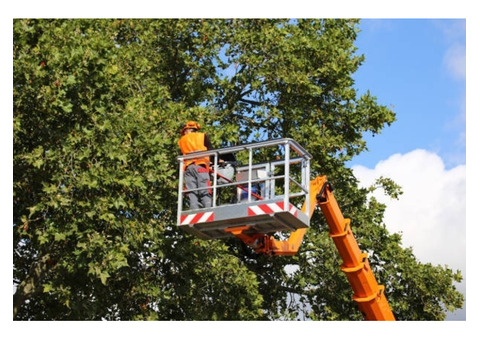 Arborist Tree Service Calgary - Evergreen Ltd