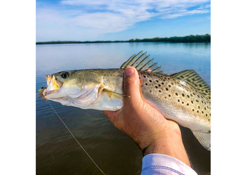 Charlotte Harbor Fishing