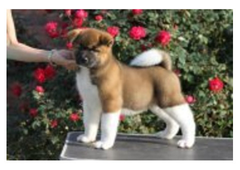 Akita Puppies for Sale in Delhi