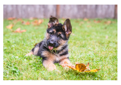 DZL German Shepherd K9 | Dog Breeder in High Point NC