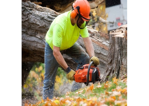 Tree Service in Venice