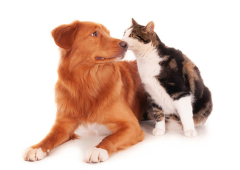 Trusted Pet Shipping Services | Pets to England