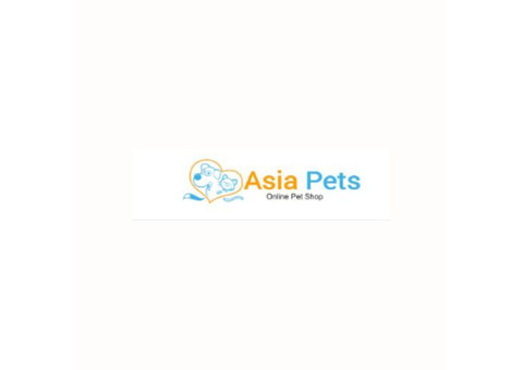 Akita Puppies for Sale in Delhi