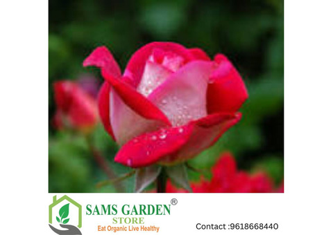 Seeds for Flowers - Samsgarden  Store