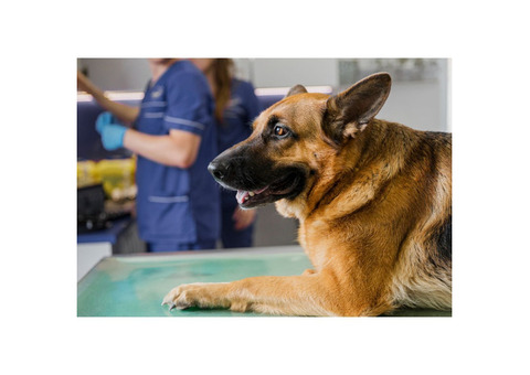 Premier Animal Hospital in Delray Beach, FL