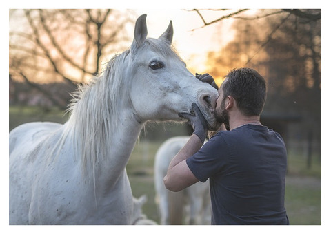 Nationwide Horse Transport by Rocking Y Ranch