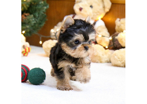 Teacup Maltese and Yorkie Puppies