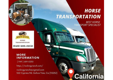 Safe and Reliable Horse Trucking Services with Rocking Y Ranch