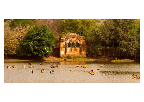 Unforgettable Ranthambore Holiday Packages - Book Your Trip Today