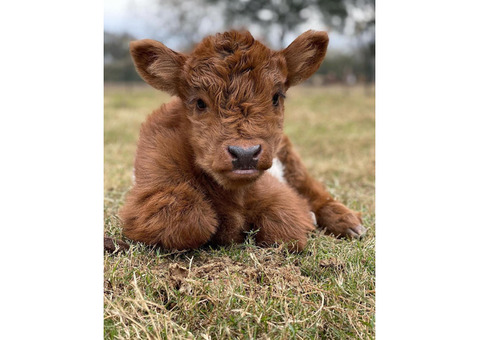 Buy Scottish Fluffy Miniature Highland Calves and Calves ($2500)