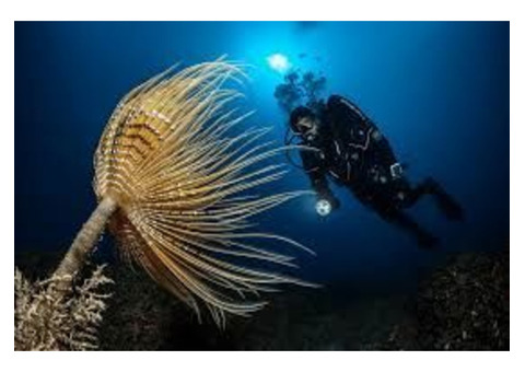 Diving in Lembeh by Lembeh Resort