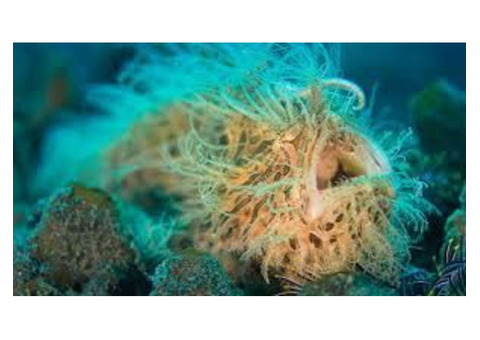 Underwater Photography in Lembeh by Lembeh Diving