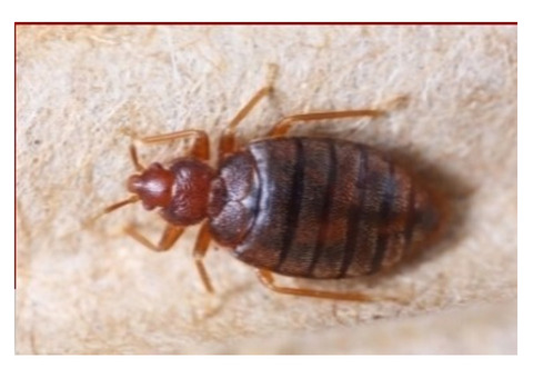 System Pest Control: Reliable Bed Bug Solutions