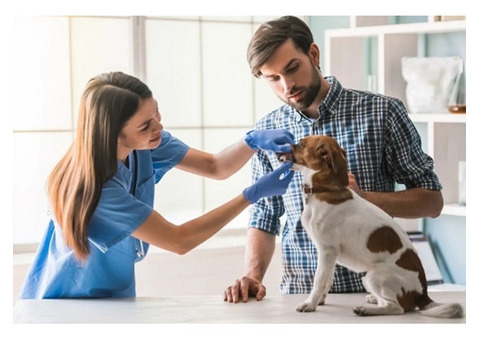 Essential Veterinary Products: Keeping Your Pets Safe and Healthy