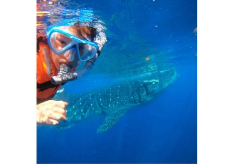 Whale Shark Tours in Cancun